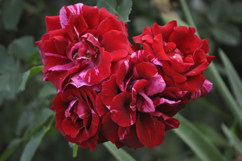 _DSC0231 - VARA 2021_6