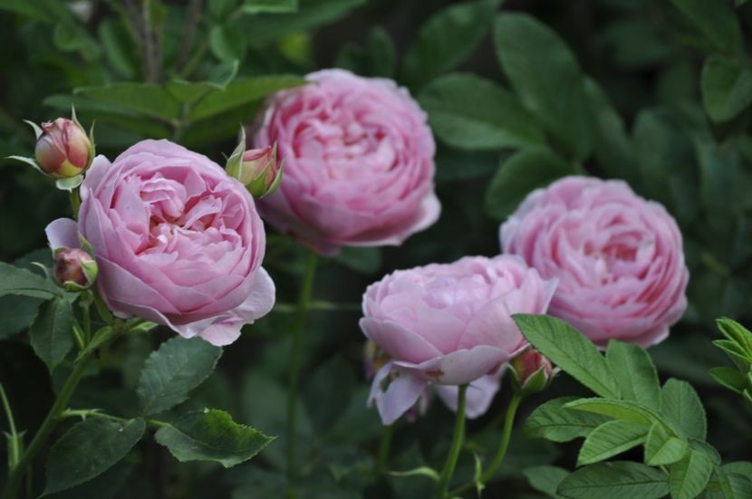 _DSC0232 - VARA 2021_6