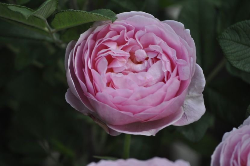 _DSC0233 - VARA 2021_6