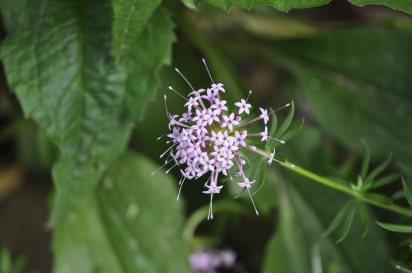 _DSC0236 - VARA 2021_6