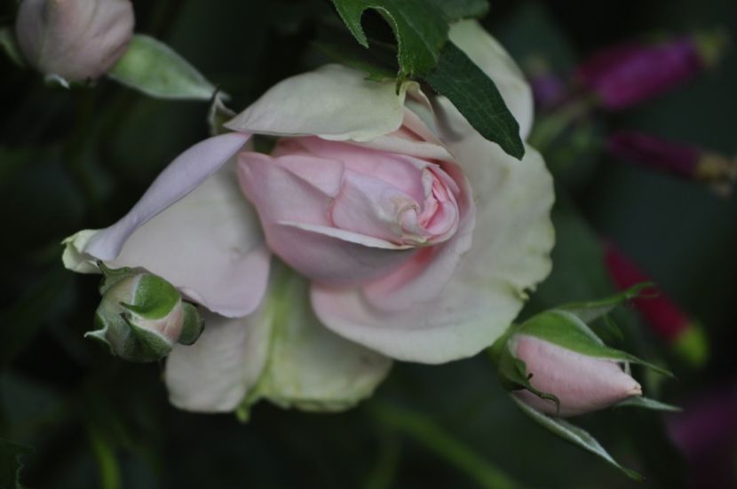 _DSC0239 - VARA 2021_6