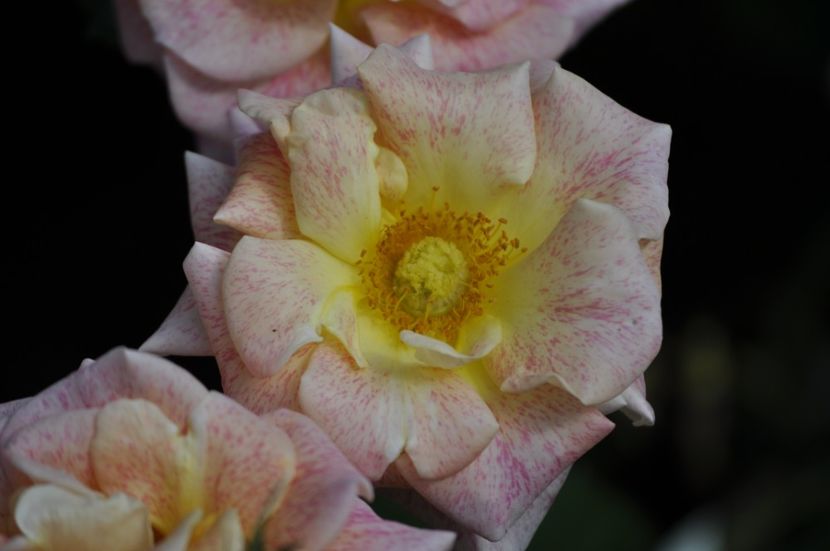 _DSC0240 - VARA 2021_6