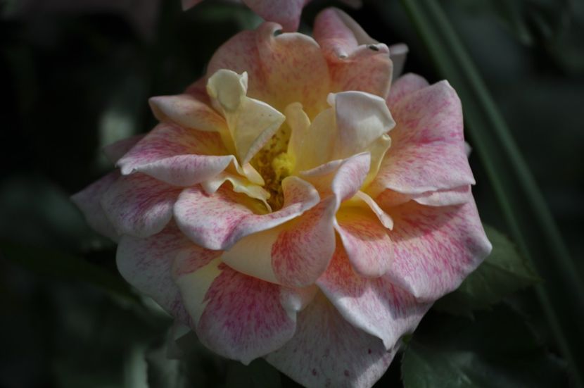 _DSC0241 - VARA 2021_6