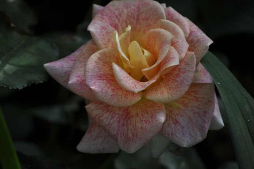 _DSC0242 - VARA 2021_6