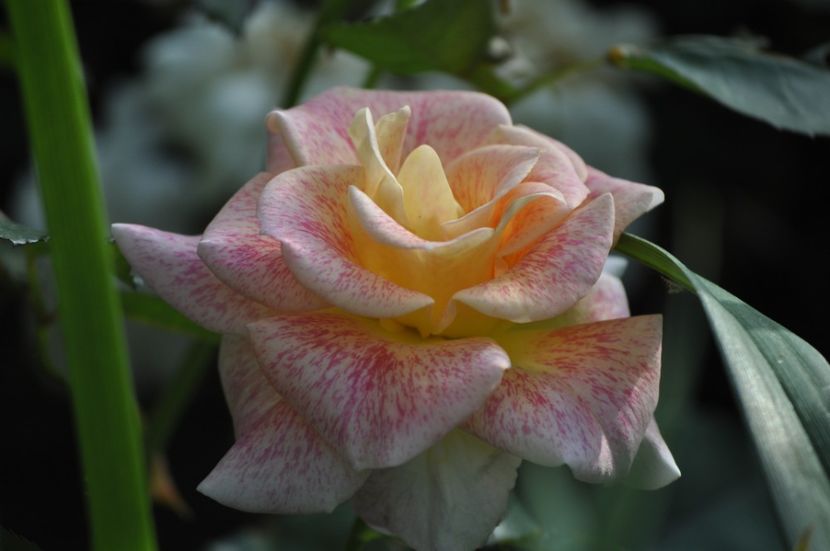 _DSC0245 - VARA 2021_6