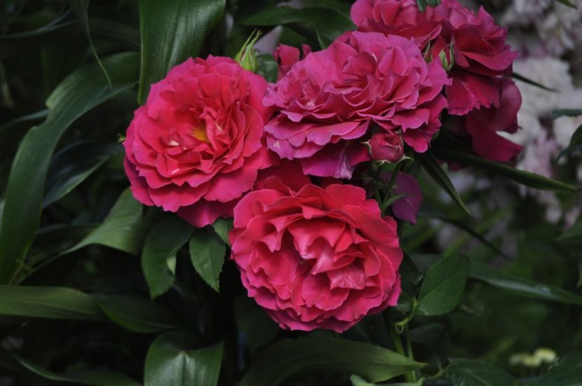 _DSC0249 - VARA 2021_6