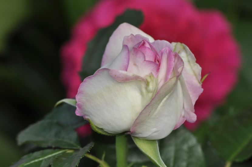 _DSC0251 - VARA 2021_6