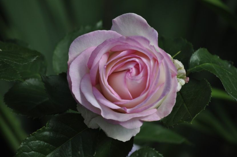 _DSC0252 - VARA 2021_6