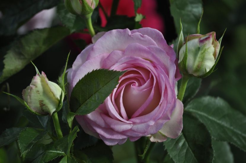 _DSC0254 - VARA 2021_6