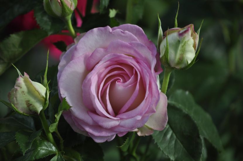 _DSC0255 - VARA 2021_6