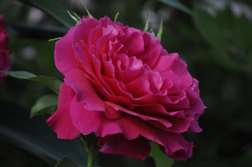 _DSC0257 - VARA 2021_6