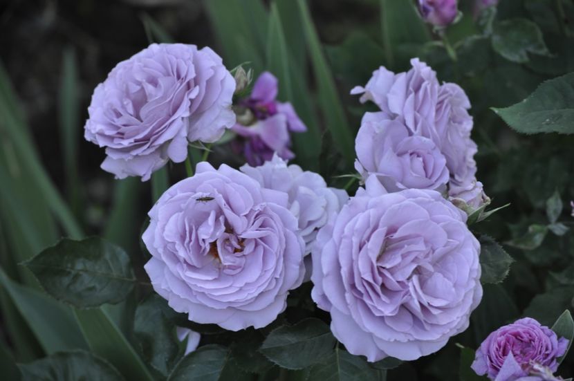 _DSC0258 - VARA 2021_6