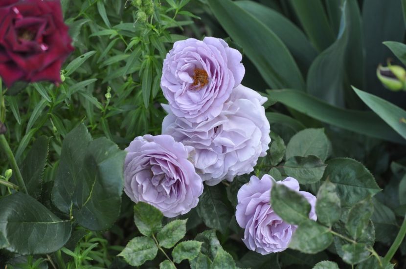 _DSC0259 - VARA 2021_6