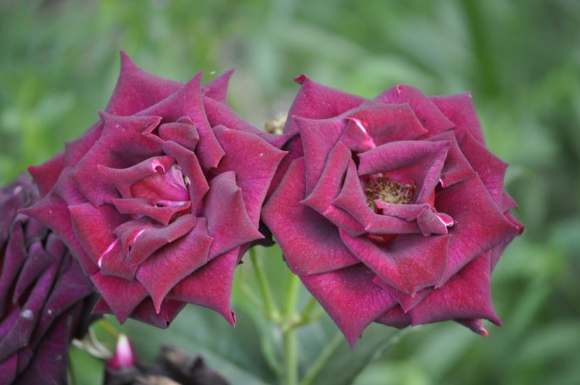 _DSC0260 - VARA 2021_6