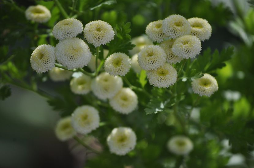 _DSC0263 - VARA 2021_6