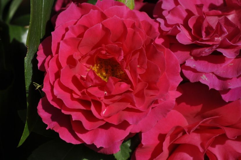 _DSC0265 - VARA 2021_6