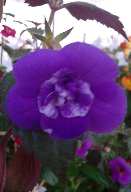 20210710_065644-1 - colectia mea de achimenes 2021