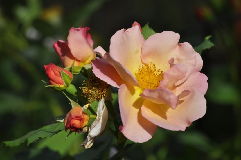 _DSC0266 - VARA 2021_6