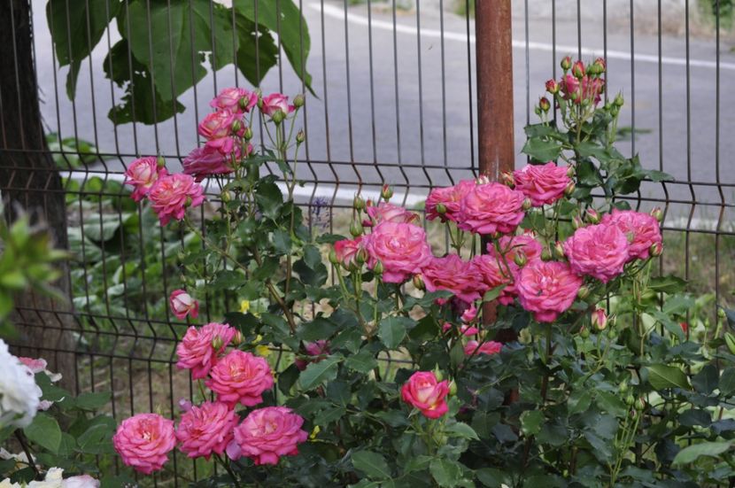 _DSC0270 - VARA 2021_6