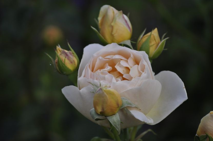 _DSC0271 - VARA 2021_6