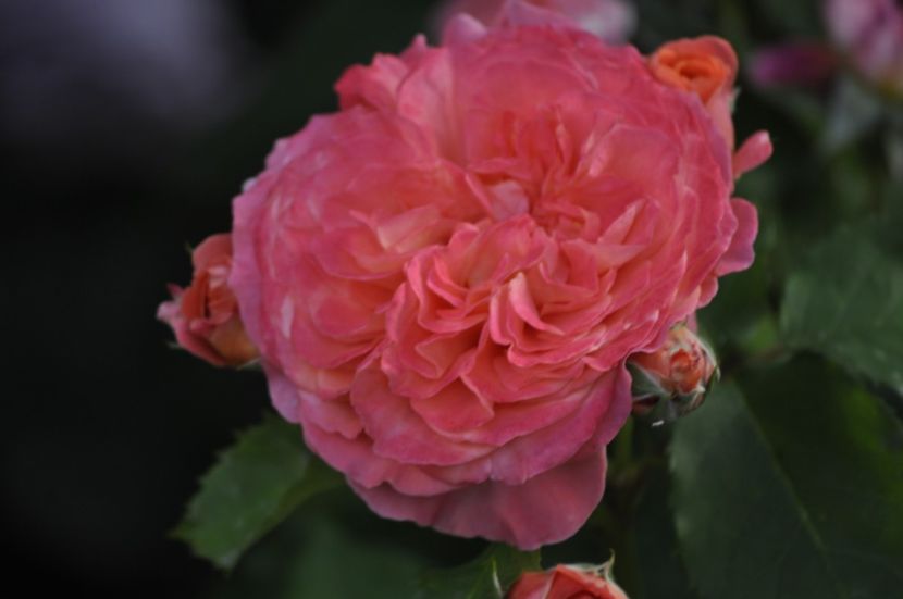 _DSC0272 - VARA 2021_6