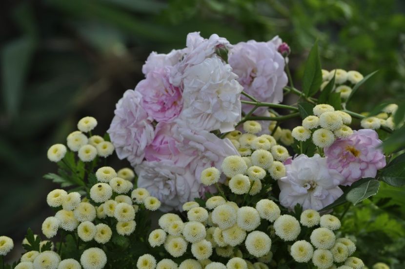 _DSC0273 - VARA 2021_6