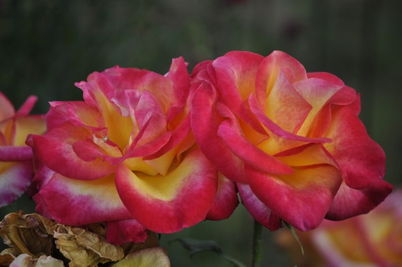 _DSC0274 - VARA 2021_6