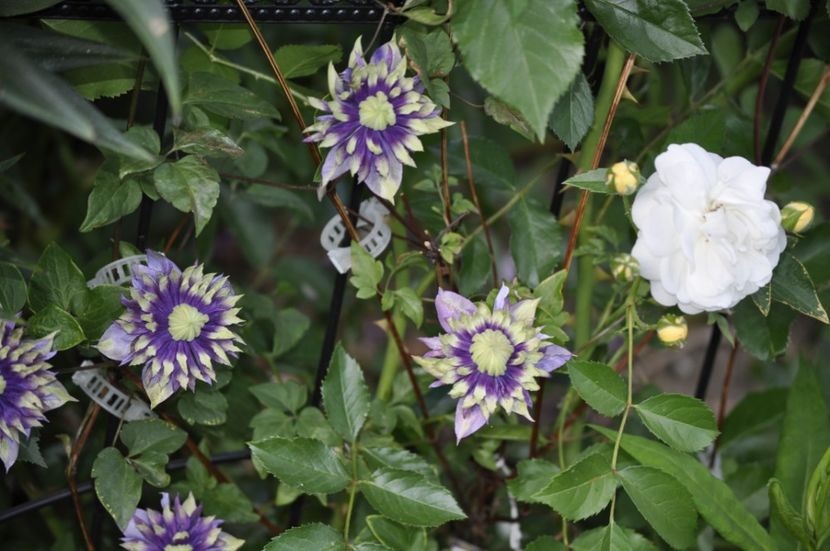 _DSC0275 - VARA 2021_6