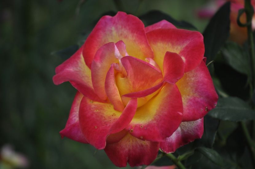 _DSC0276 - VARA 2021_6