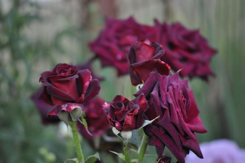 _DSC0278 - VARA 2021_6