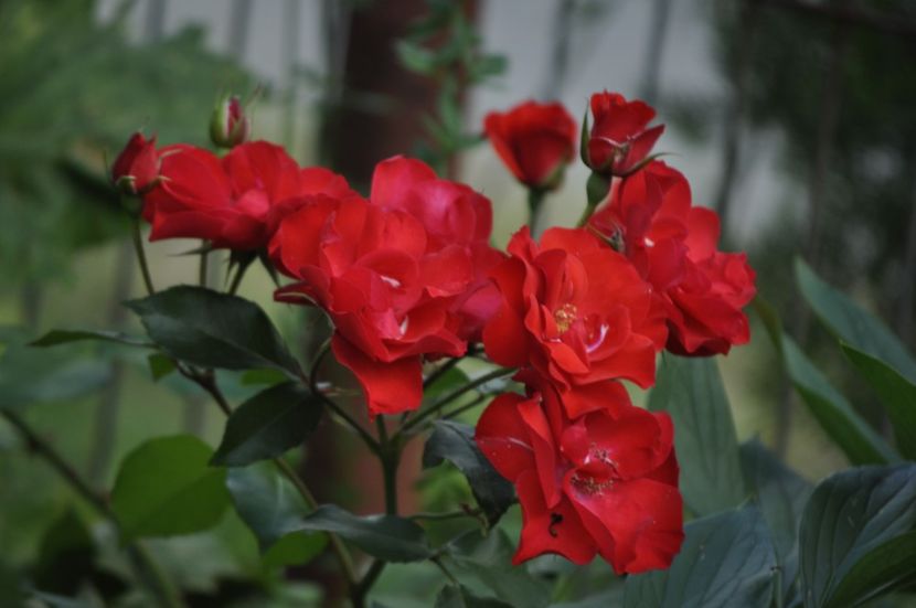 _DSC0281 - VARA 2021_6