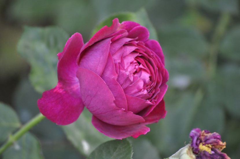 _DSC0282 - VARA 2021_6