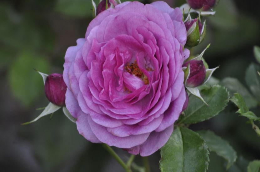 _DSC0283 - VARA 2021_6