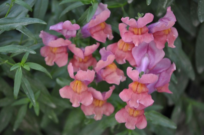 _DSC0284 - VARA 2021_6