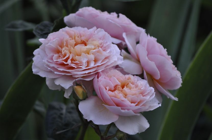 _DSC0287 - VARA 2021_6