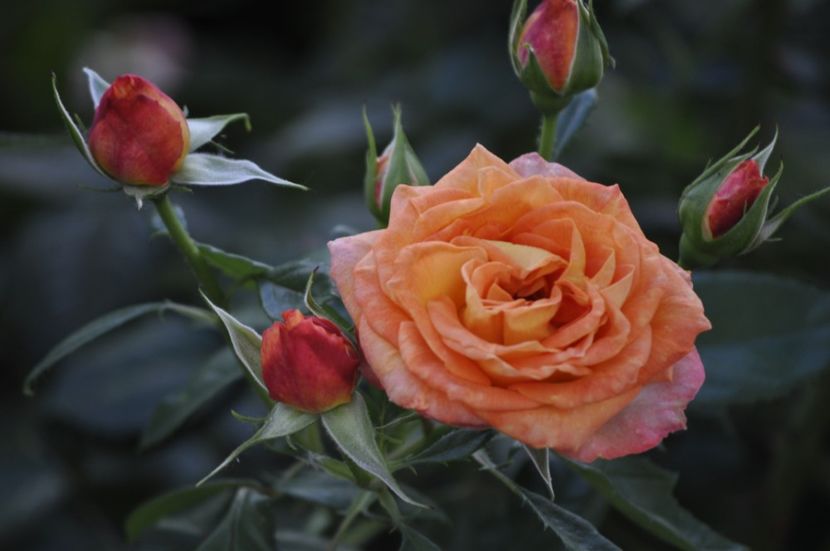 _DSC0288 - VARA 2021_6