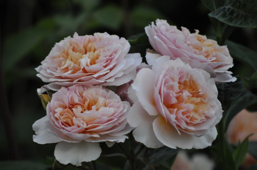 _DSC0303 - VARA 2021_6