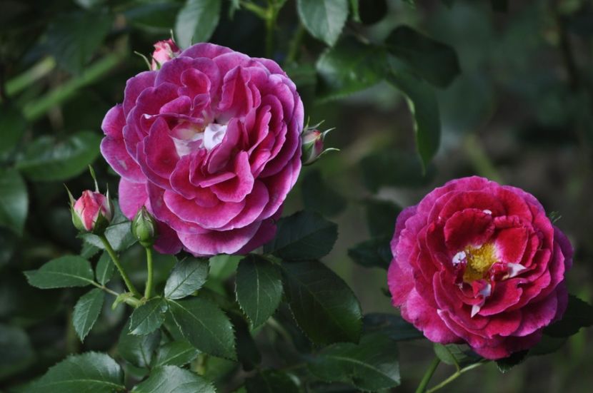 _DSC0357 - VARA 2021_6