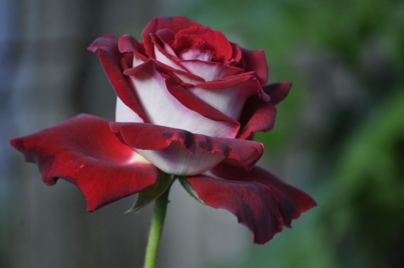 _DSC0360 - VARA 2021_6