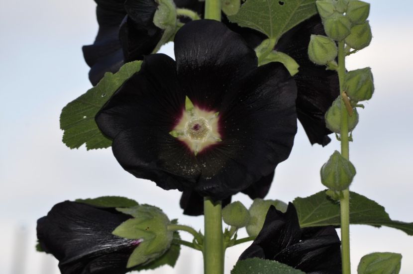 _DSC0382 - VARA 2021_6