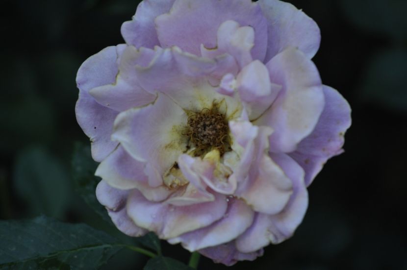 _DSC0044 - VARA 2021_6