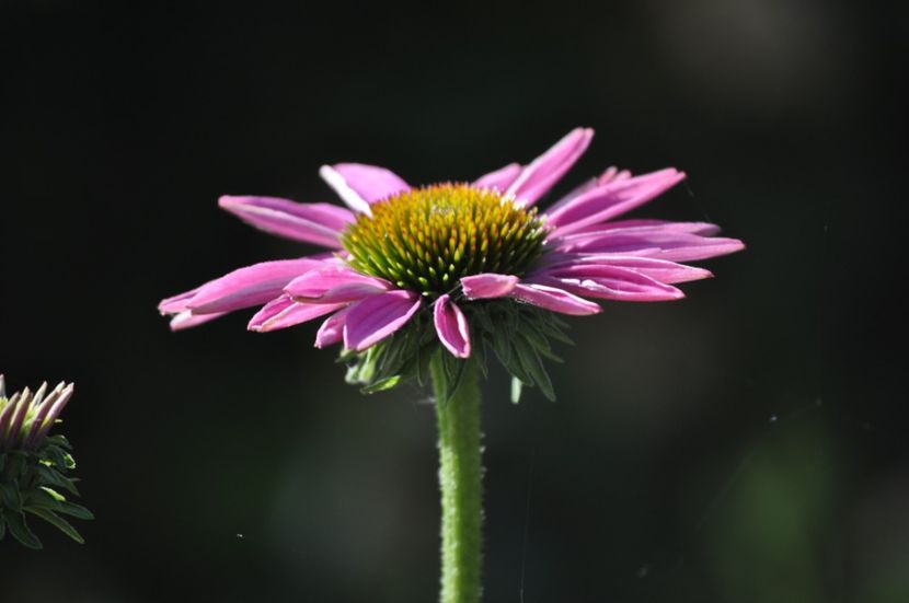 _DSC0050 - VARA 2021_6