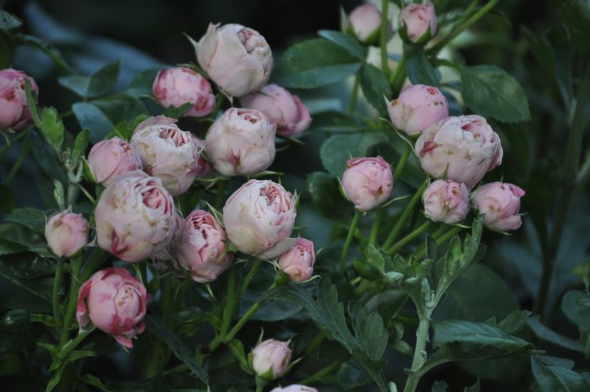 _DSC0056 - VARA 2021_6