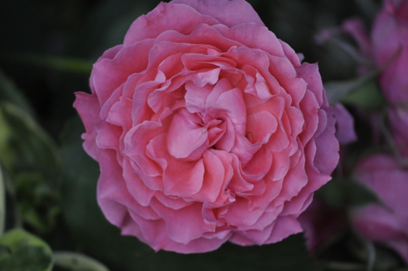 _DSC0063 - VARA 2021_6