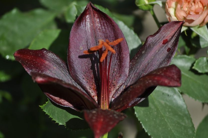 _DSC0083 - VARA 2021_6