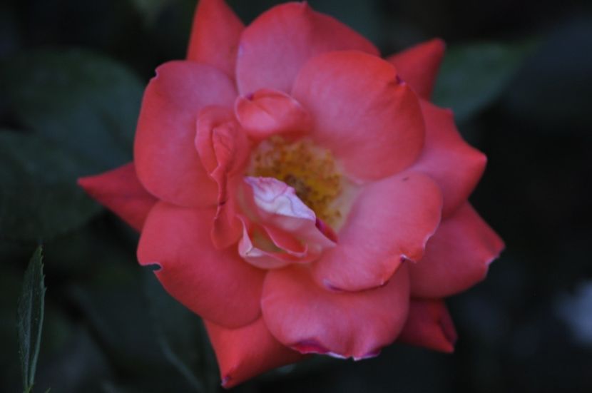 _DSC0105 - VARA 2021_6