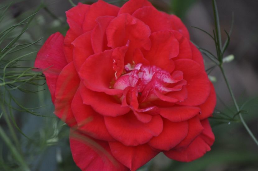 _DSC0155 - VARA 2021_7