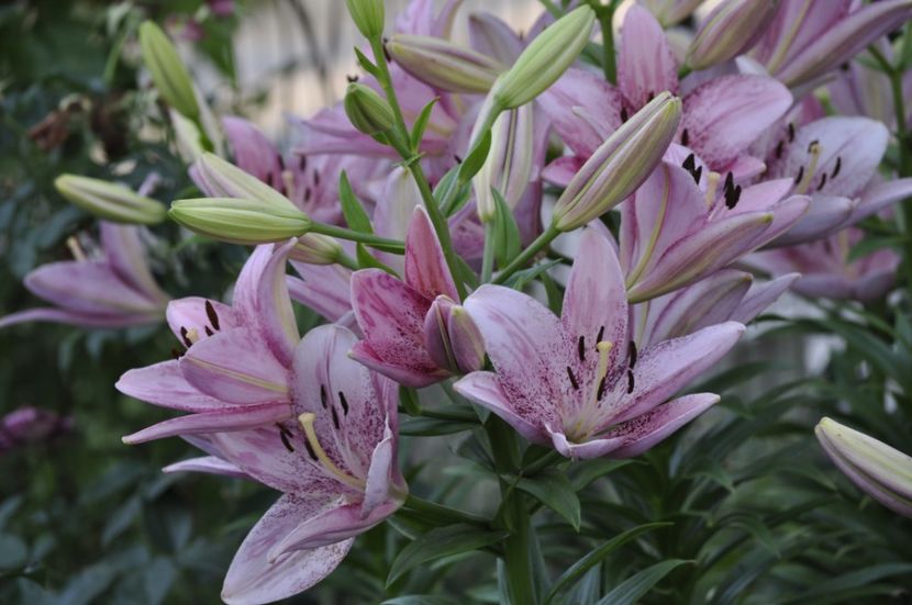 _DSC0160 - VARA 2021_7