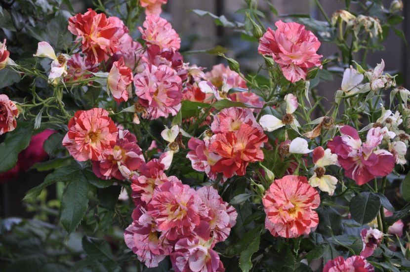 _DSC0182 - VARA 2021_7