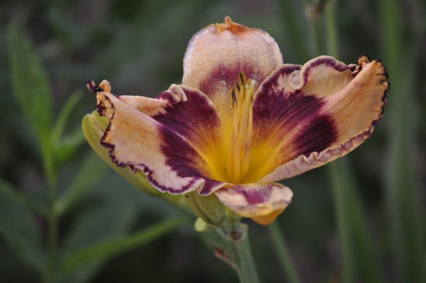 _DSC0184 - VARA 2021_7